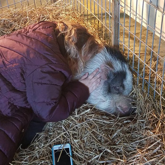 home-destroyed-wildfire-pig-charlie-10 home-destroyed-wildfire-pig-charlie-10