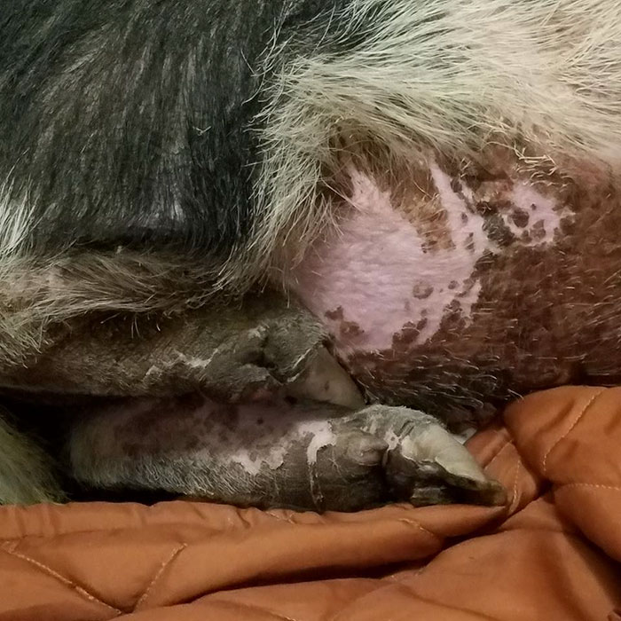 home-destroyed-wildfire-pig-charlie-16 home-destroyed-wildfire-pig-charlie-16