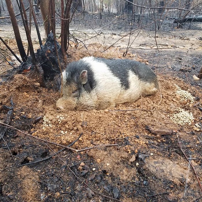 home-destroyed-wildfire-pig-charlie-7 home-destroyed-wildfire-pig-charlie-7