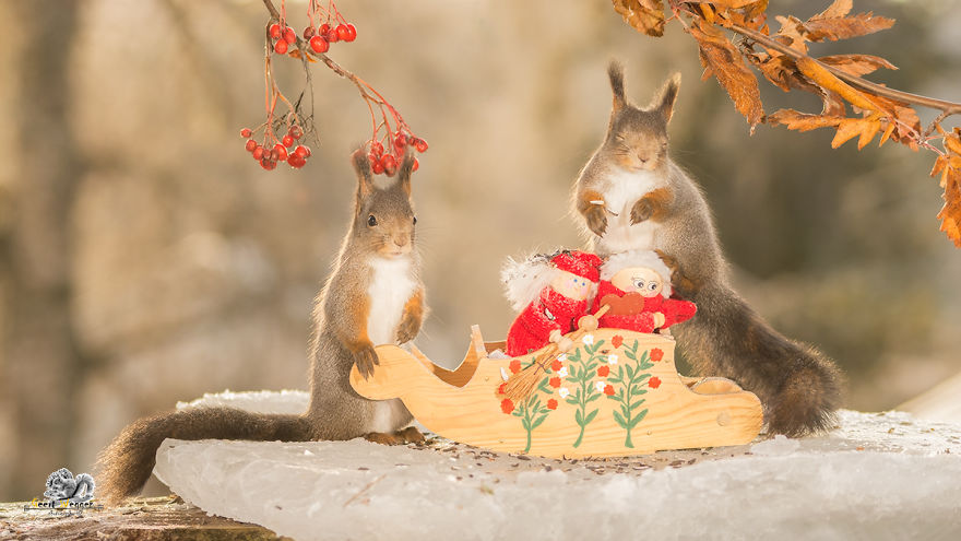 Squirrels In A Christmas Mood Squirrels In A Christmas Mood