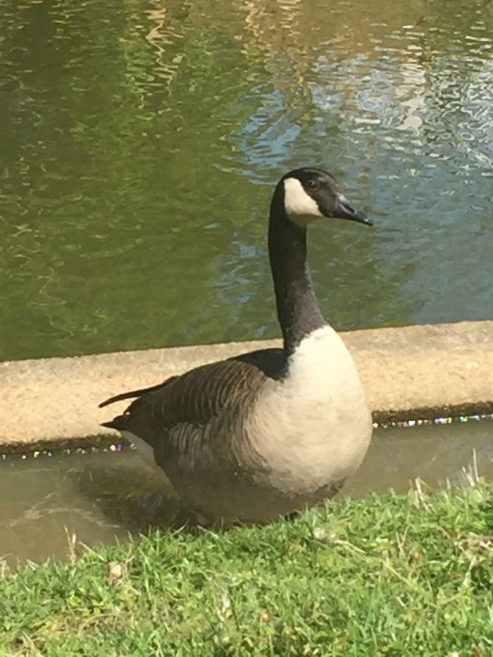 Animal Close-Ups Animal Close-Ups