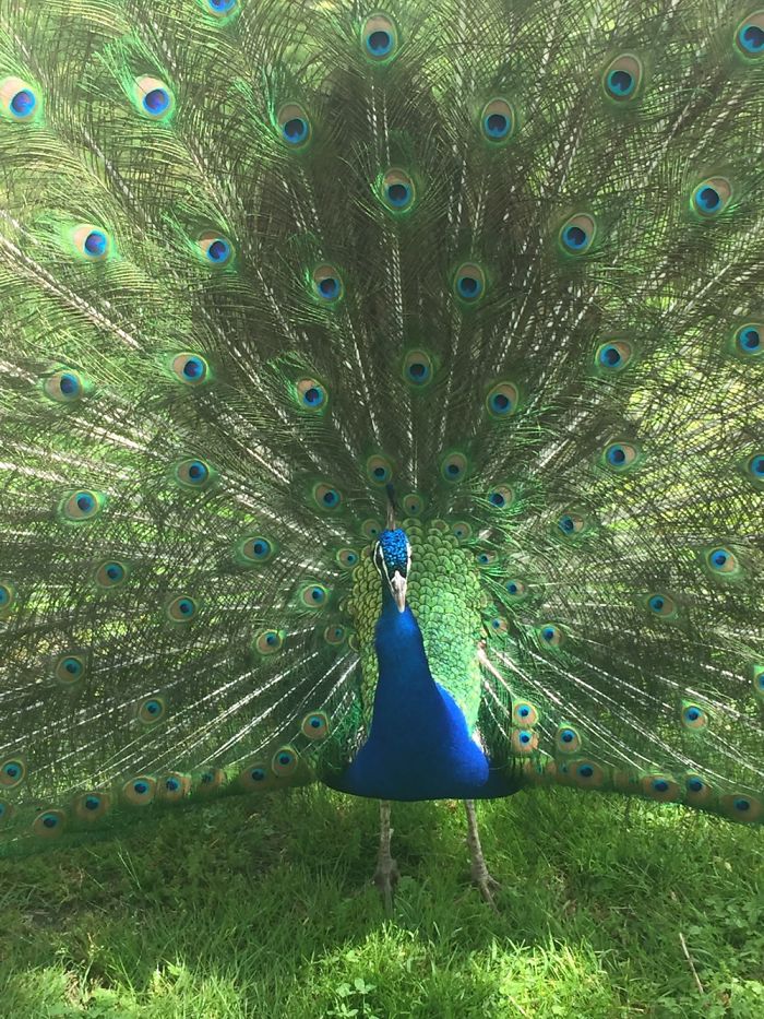 Animal Close-Ups Animal Close-Ups