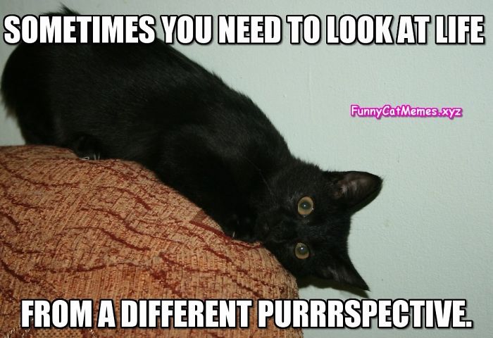 Some Cat Memes I Found... I Hope They Make You Giggle A Little, Or At Least Make You Smile -Enjoy =^&bull;^=