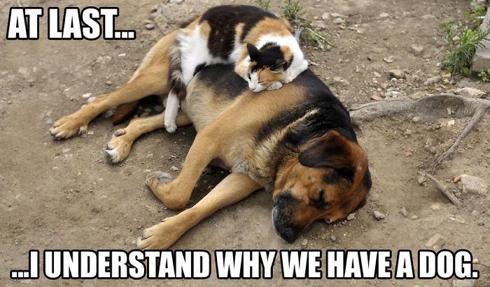 Some Cat Memes I Found... I Hope They Make You Giggle A Little, Or At Least Make You Smile -Enjoy =^&bull;^=