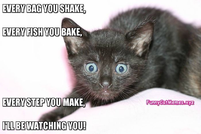 Some Cat Memes I Found... I Hope They Make You Giggle A Little, Or At Least Make You Smile -Enjoy =^•^= Some Cat Memes I Found... I Hope They Make You Giggle A Little, Or At Least Make You Smile -Enjoy =^•^=