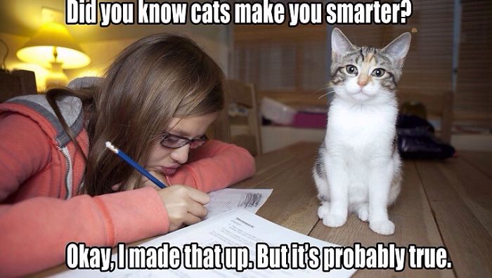 Some Cat Memes I Found... I Hope They Make You Giggle A Little, Or At Least Make You Smile -Enjoy =^&bull;^=