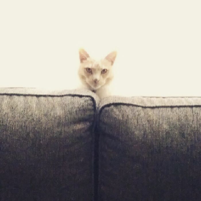 My Cat In Strange Poses