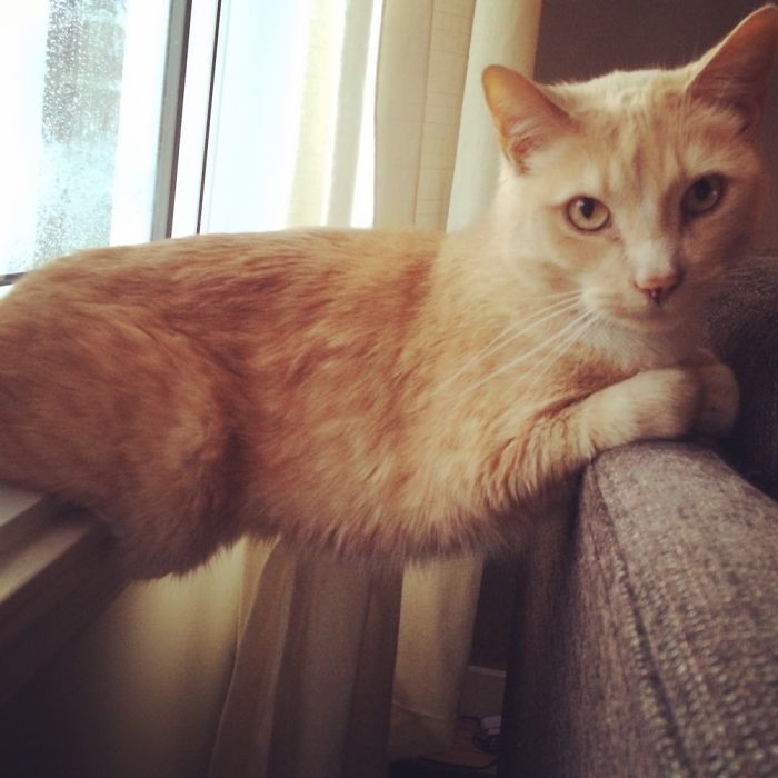 My Cat In Strange Poses