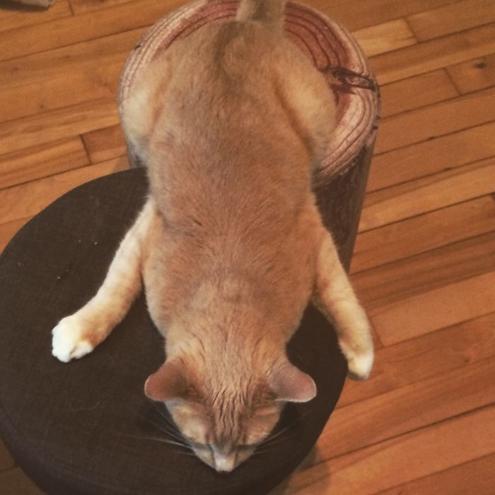 My Cat In Strange Poses