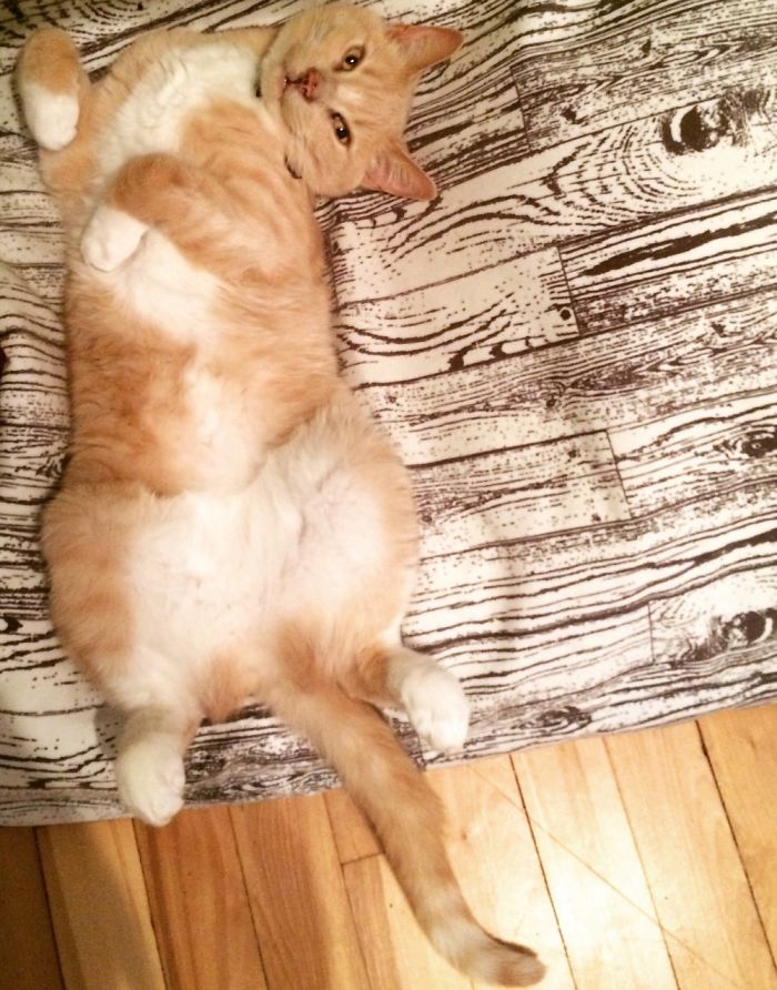 My Cat In Strange Poses