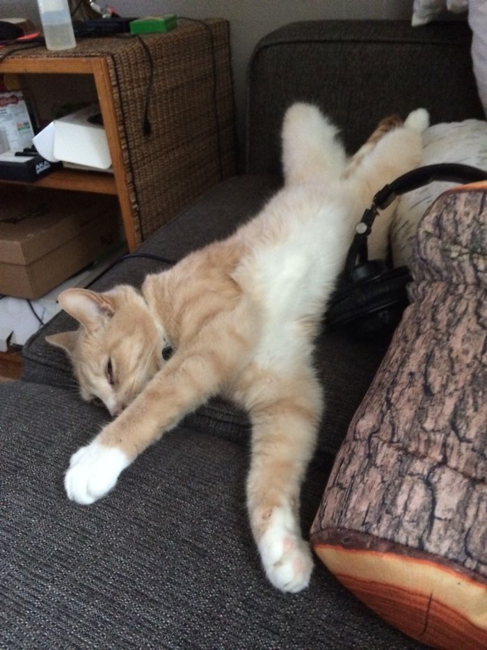 My Cat In Strange Poses