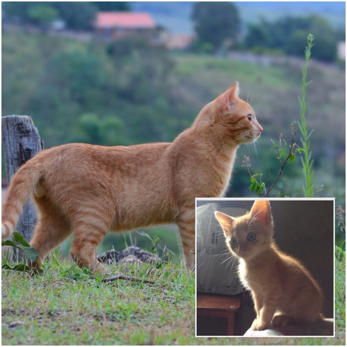 Cat Then And Now ... I Meant It His Name Is Actually Cat !!