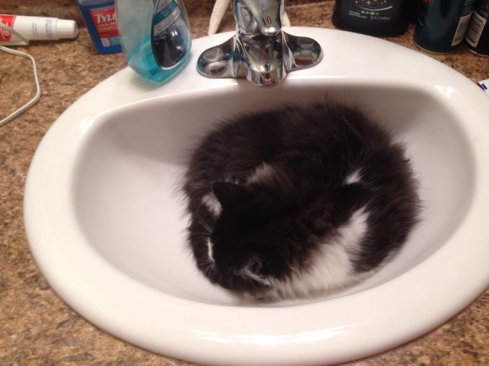 Sylvester Then And Now