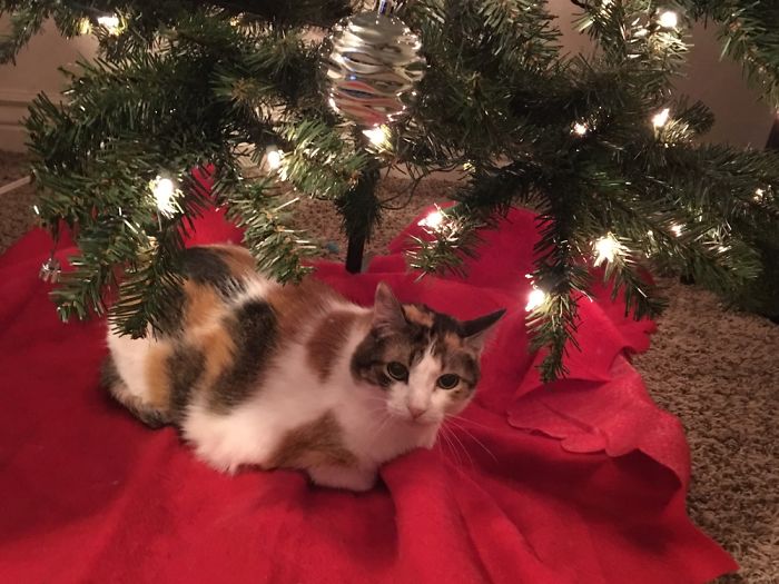 Needing Attention While Wrapping Christmas Gifts