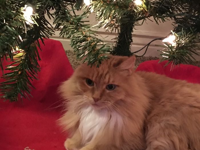 Needing Attention While Wrapping Christmas Gifts