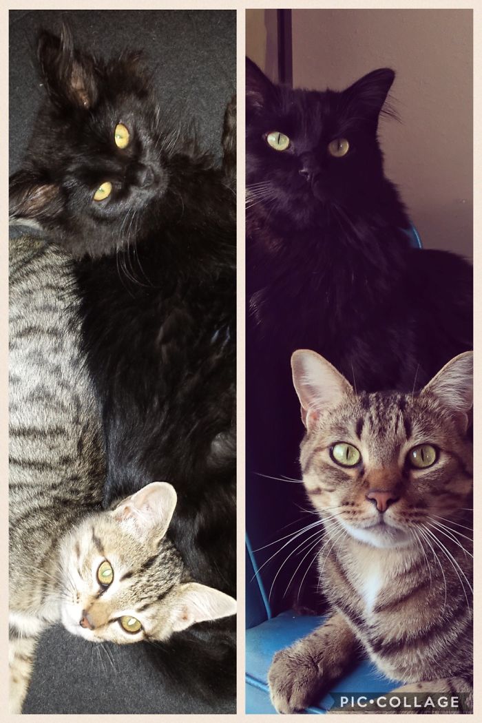 Oso And Leo, Then And Now.