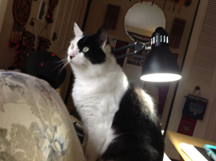 This Is Hassan, Meaning Handsome In Arabic, My Six Year Old Rescue Kitty Who Is Totally Adorable And Awesome, In Eugene Oregon.