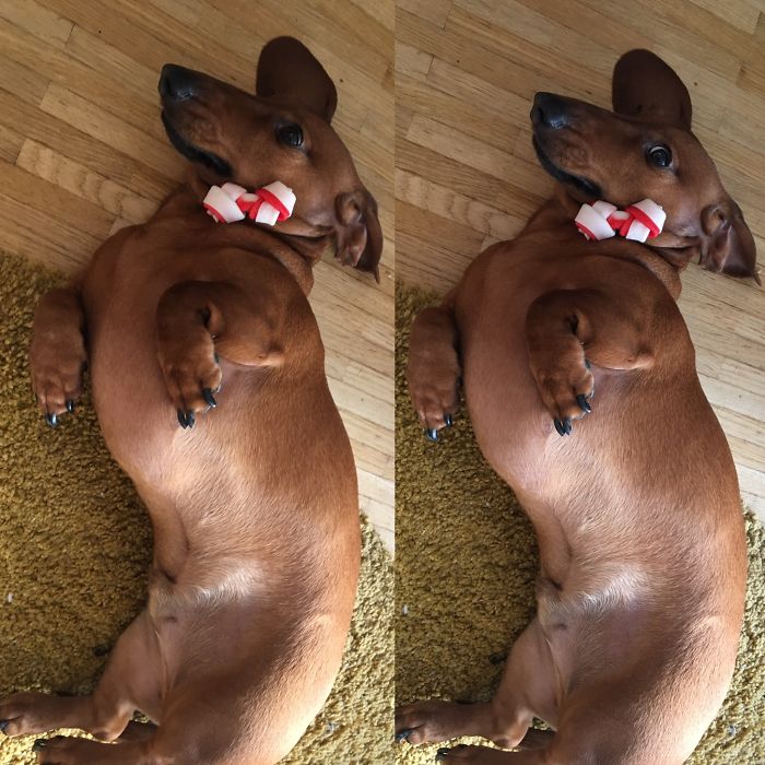 Django After Hearing "good Boy" !! It's All In The Eyes :)