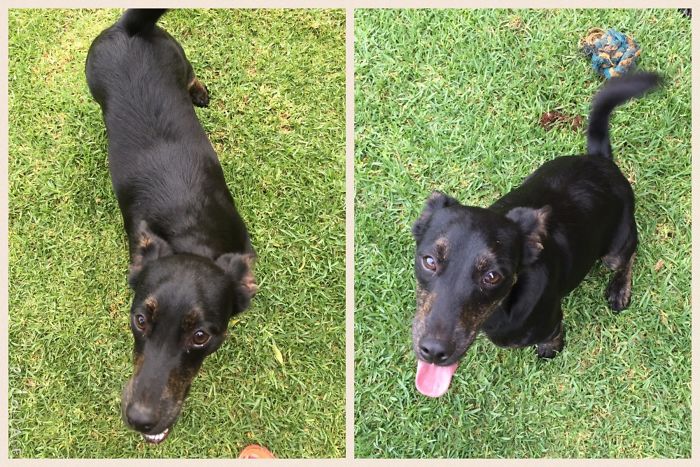 Before And After Being Called A Good Boy