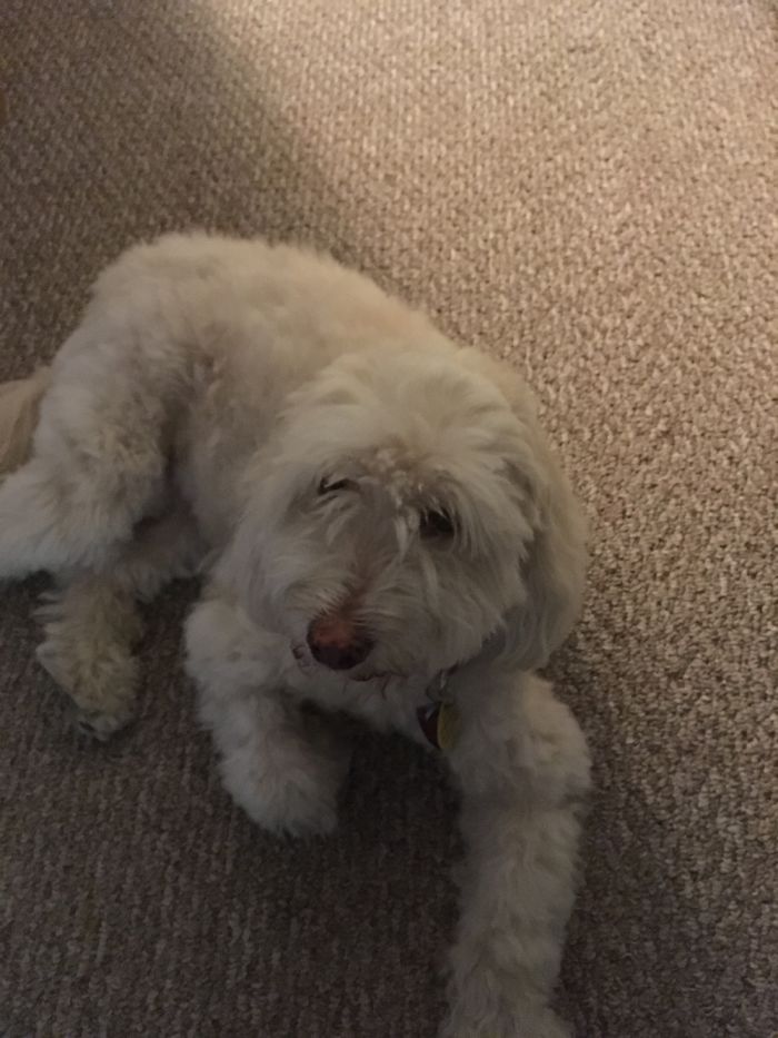 Fido Doesn't Respond To Being Called A Good Boy......