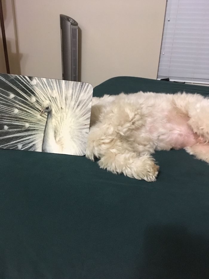 Awesome And Random :-)