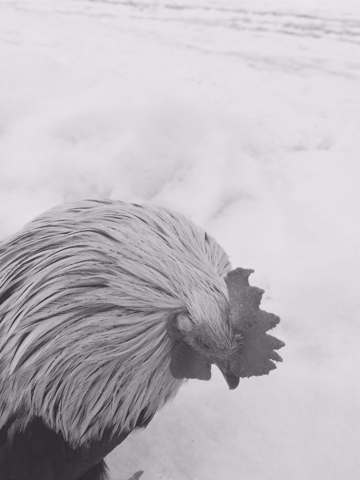 Before Being Called A Good Boy