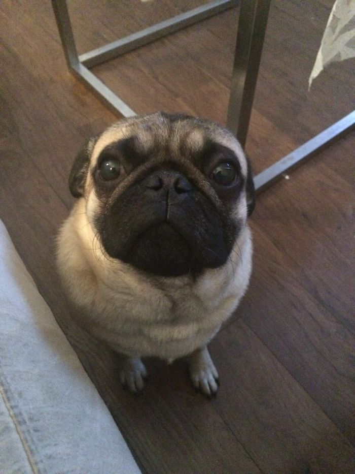 Before Being Call A Good Boy