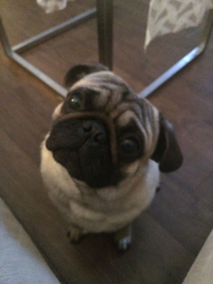 After Being Called A Good Boy #confusedfrotis