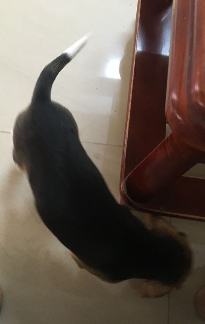 Before And After... Ok Now Where Is My Treat??