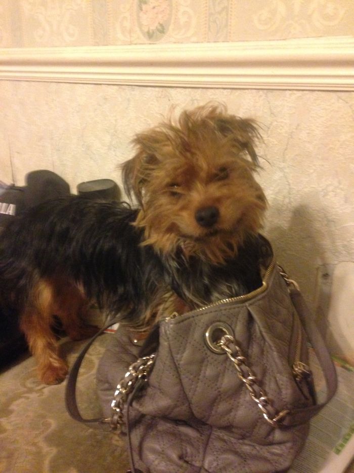 Alfie With His Good Boy Smile.