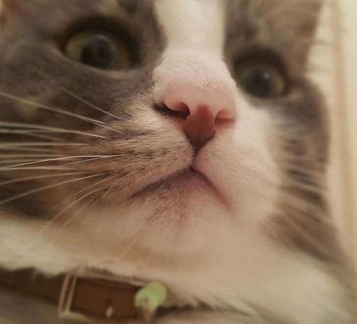 Dont Dare To Call Me A Good Girl Human!