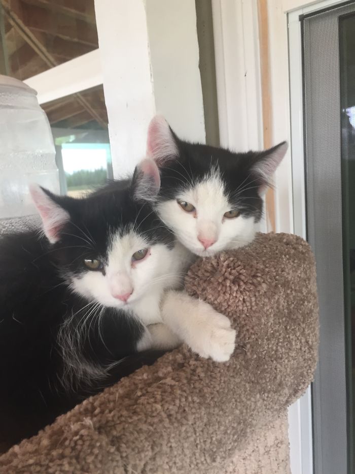 Thing One And Thing Two. Aug 2015- August 2016