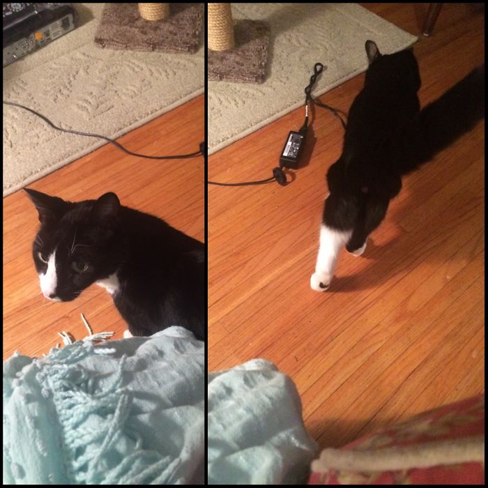 Before And After Being Called A Good Boy, He Didn't Care