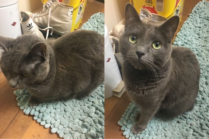 Leeloo Always Loves Attention... Before And After Called A Good Girl!