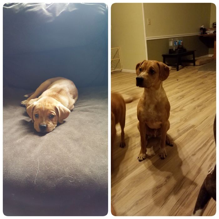 His Name Is Moose, Our Dogs' Baby