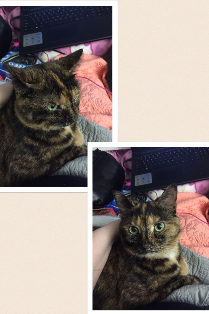 Before And After: Who's A Good Kitty?