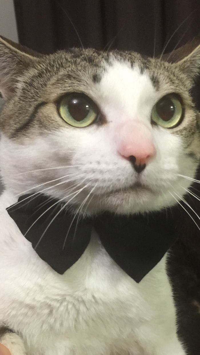 I Called Boo A Good Boy 15 Times Till I Snapped This Pic.