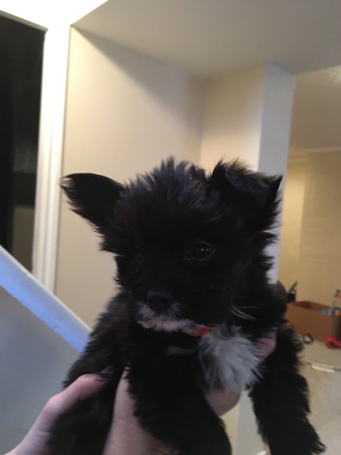 Mookie Before Being Called A Good Boy