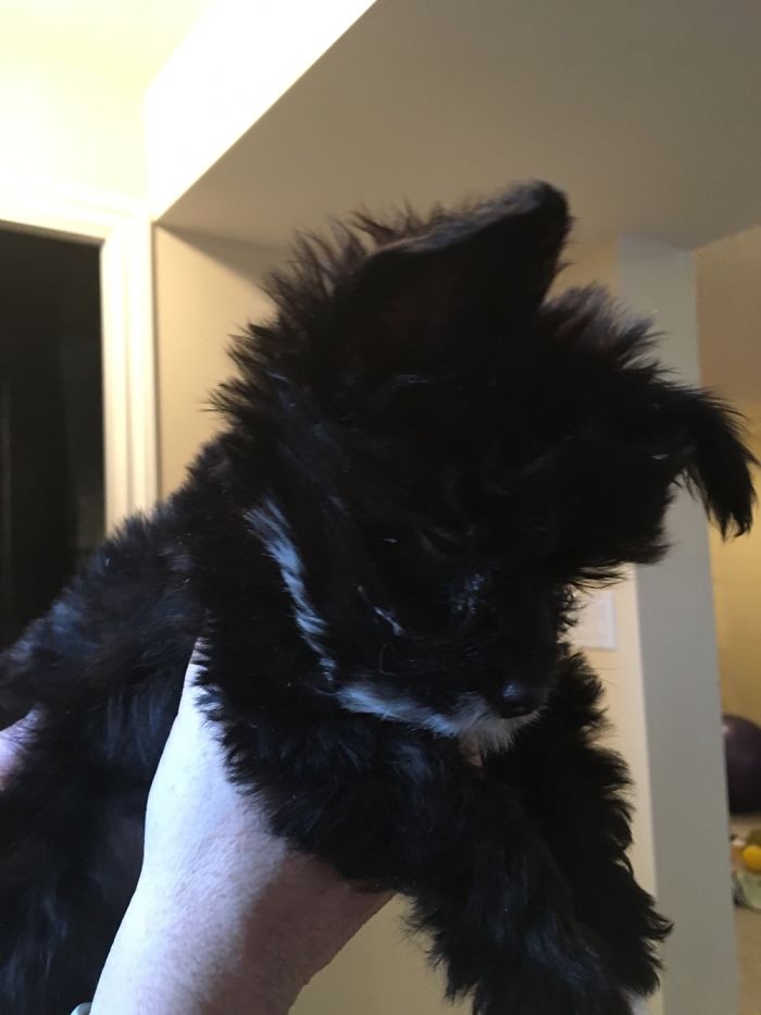 Mookie After Being Called A Good Boy