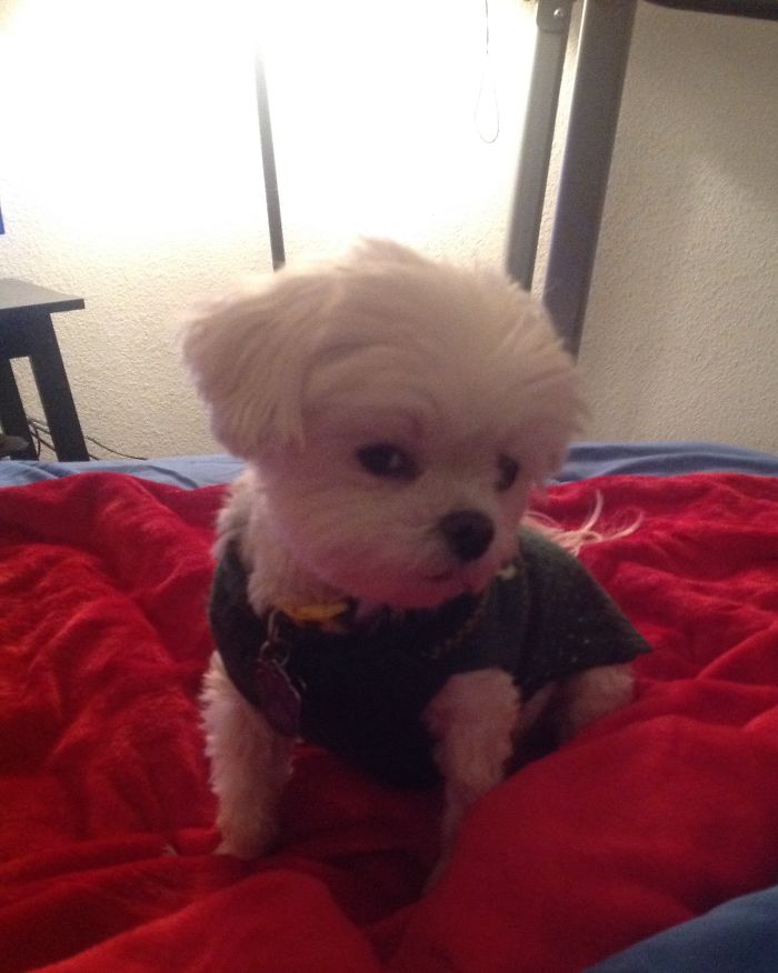 Before And After "you're A Good Boy". Before Shot.