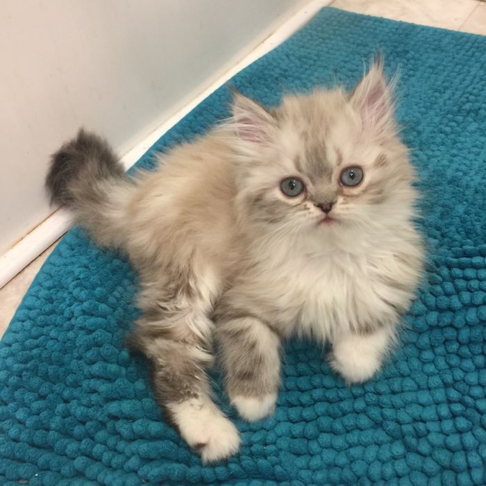 Flüf Being Told He Is A Good Boy.