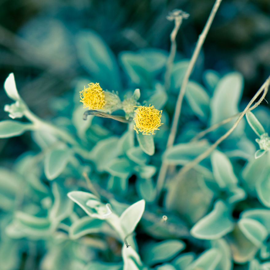 The Rare Beauty Of Flowers You've Never Seen Before, Endemic Plants Of Crete. The Rare Beauty Of Flowers You've Never Seen Before, Endemic Plants Of Crete.