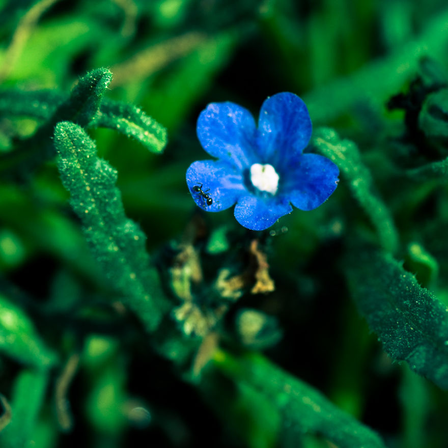 The Rare Beauty Of Flowers You've Never Seen Before, Endemic Plants Of Crete. The Rare Beauty Of Flowers You've Never Seen Before, Endemic Plants Of Crete.