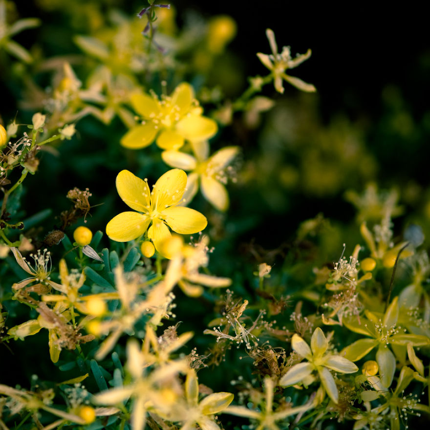 The Rare Beauty Of Flowers You've Never Seen Before, Endemic Plants Of Crete.