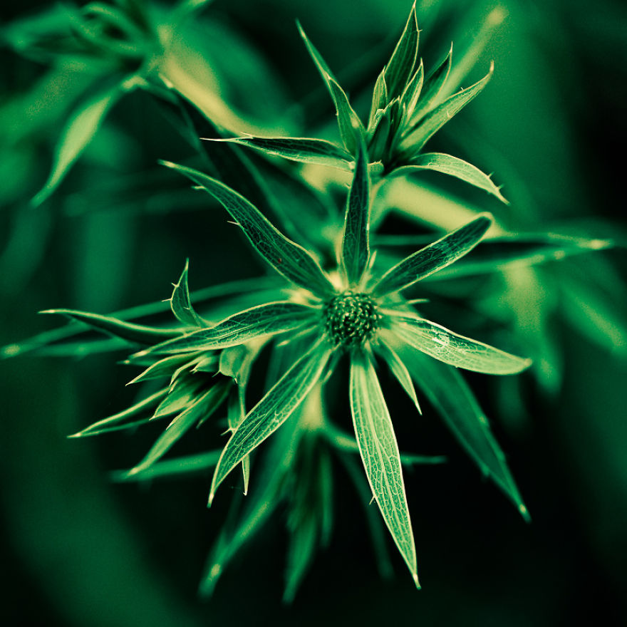The Rare Beauty Of Flowers You've Never Seen Before, Endemic Plants Of Crete.