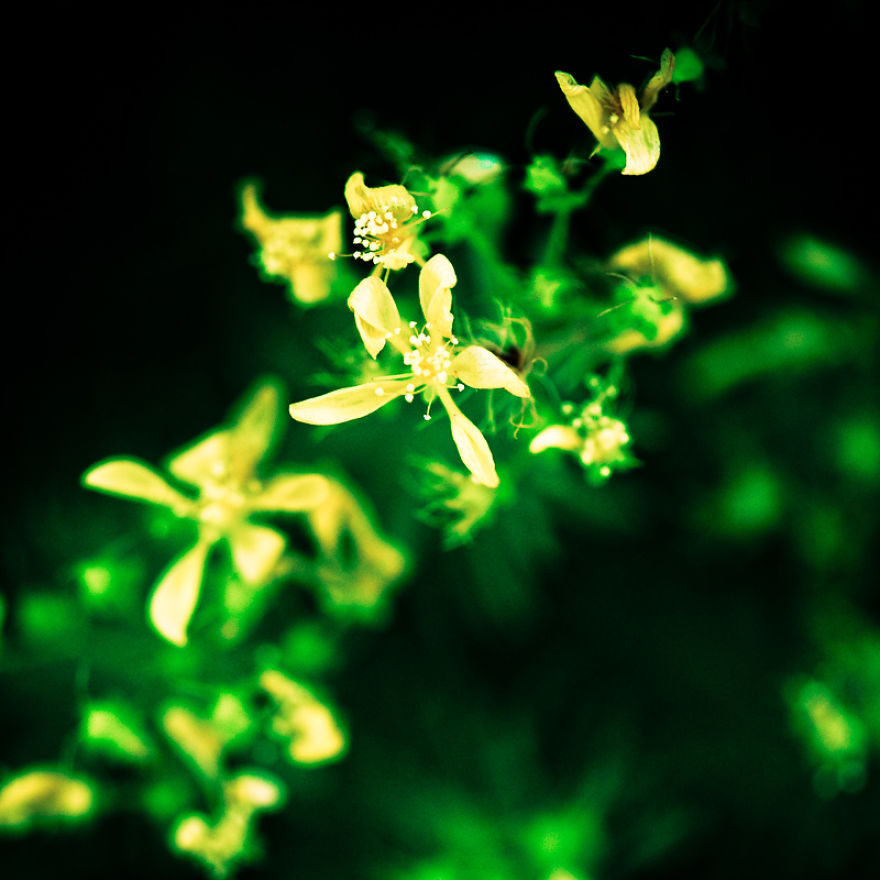 The Rare Beauty Of Flowers You've Never Seen Before, Endemic Plants Of Crete.