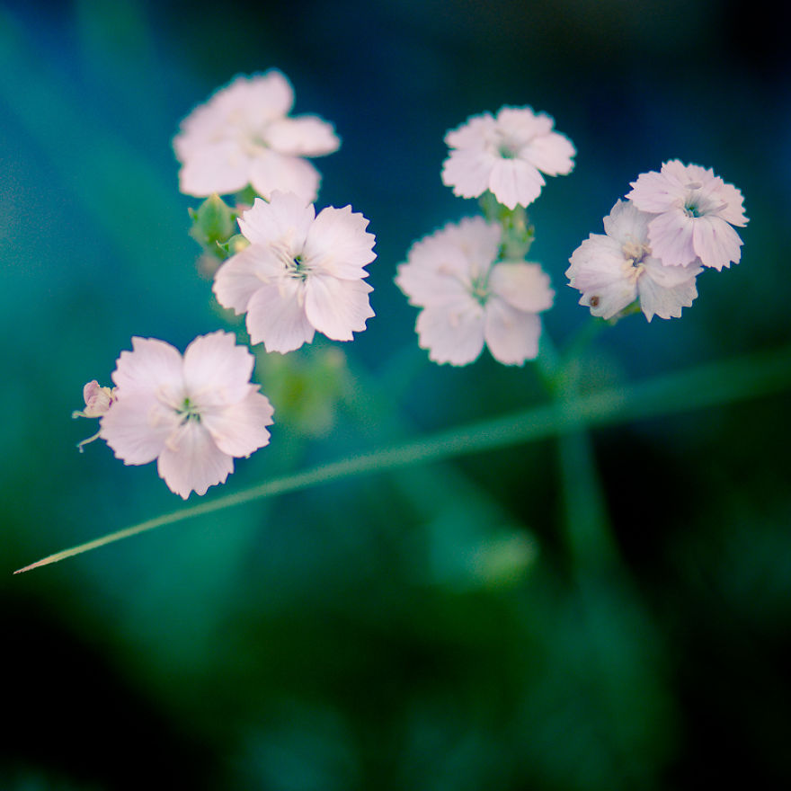 The Rare Beauty Of Flowers You've Never Seen Before, Endemic Plants Of Crete.