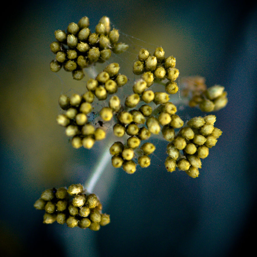The Rare Beauty Of Flowers You've Never Seen Before, Endemic Plants Of Crete. The Rare Beauty Of Flowers You've Never Seen Before, Endemic Plants Of Crete.