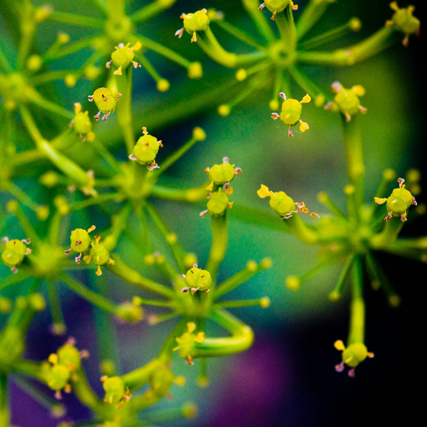 The Rare Beauty Of Flowers You've Never Seen Before, Endemic Plants Of Crete.