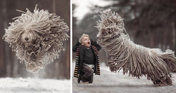 This Giant Furry Dog Playing With A Kid Will Make Your Day